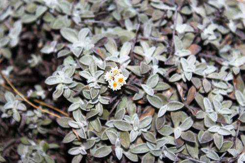 Helichrysum confertum, photograph 6