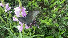 Papilio maackii