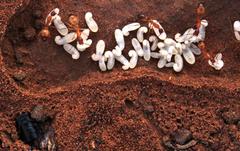 Camponotus cuneiscapus