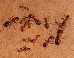 Camponotus cuneiscapus