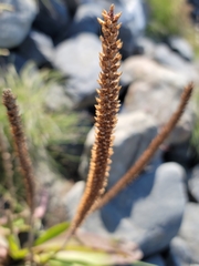 Plantago subnuda