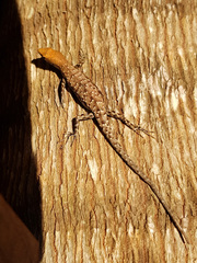 Lampropholis mirabilis