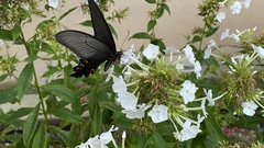 Papilio macilentus