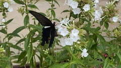 Papilio macilentus