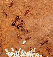 Camponotus cuneiscapus