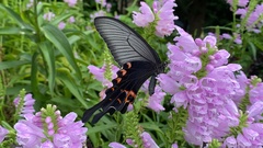 Papilio macilentus