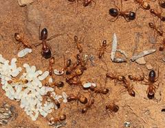 Camponotus cuneiscapus