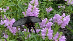 Papilio macilentus