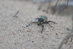 Psapharus ruficornis