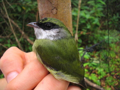 White-Ruffed Manakin photo 3