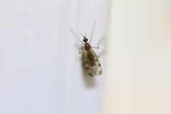 Sylvicola fenestralis