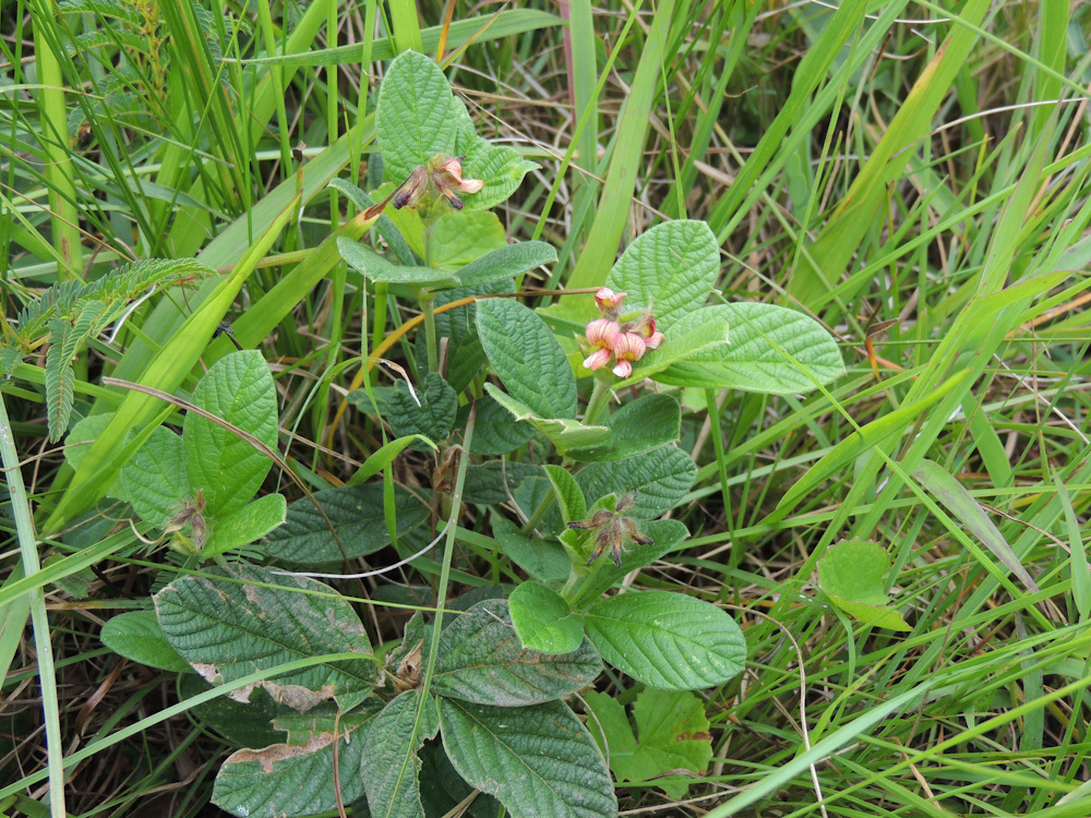 Revealing Eriosema