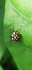Hypognatha