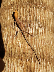 Lampropholis mirabilis