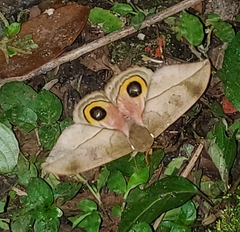 Automeris zozimanaguana