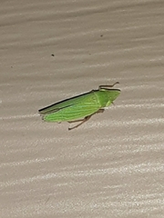 Draeculacephala robinsoni