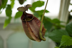 Nepenthes bicalcarata