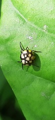 Hypognatha