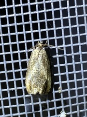 Olethreutes hamameliana