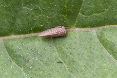 Agallia quadripunctata