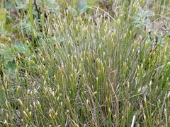 Trichophorum alpinum