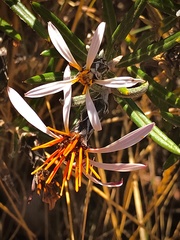 Mutisia ledifolia
