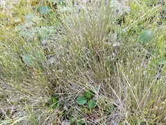 Trichophorum alpinum