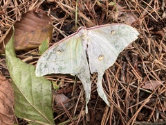 Actias gnoma