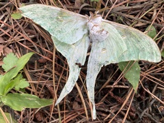 Actias gnoma