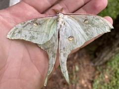 Actias gnoma
