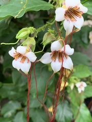 Strophanthus kombe