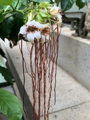 Strophanthus kombe
