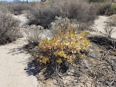 Ambrosia ilicifolia