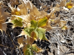 Ambrosia ilicifolia