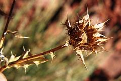 Berkheya cirsiifolia