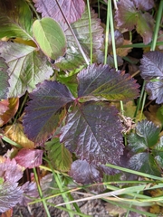 Rubus arcticus arcticus