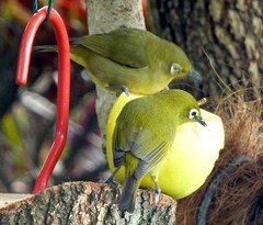 Zosterops virens virens