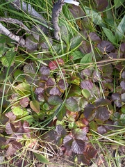 Rubus arcticus arcticus