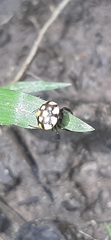 Hypognatha
