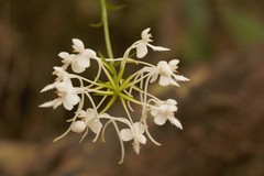 Platanthera blephariglottis conspicua