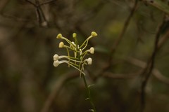 Platanthera blephariglottis conspicua