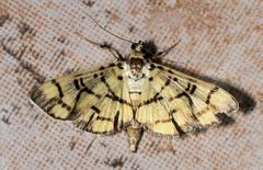 Pardomima