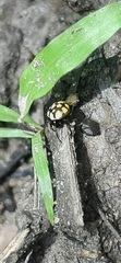 Hypognatha