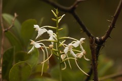 Platanthera blephariglottis conspicua