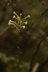 Platanthera blephariglottis conspicua