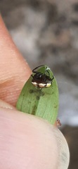 Hypognatha