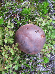 Rubroboletus pulcherrimus