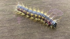 Phalera flavescens