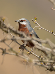 Conirostrum binghami