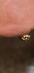 Hypognatha